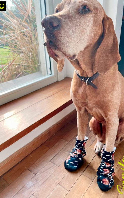 medias-divertidas