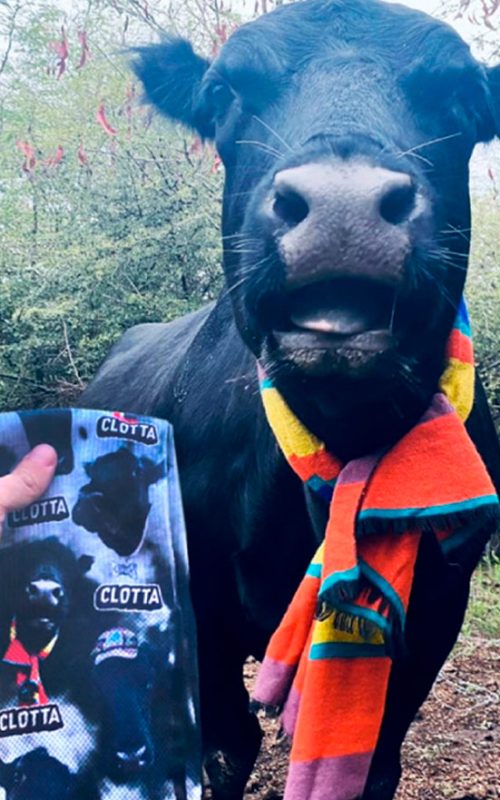 medias-vaca